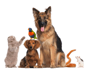 Productos para mascotas