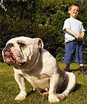 perro_nino