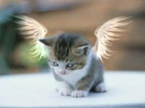 angelito