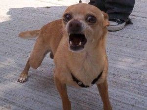 chihuahua_daniel