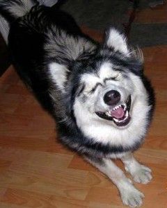 perro-sonrisa