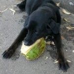 2032579-perro-brasileiro-comiendo-un-coco-1