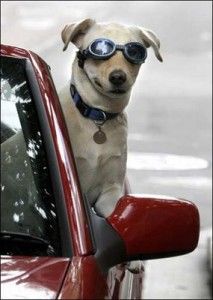 perro