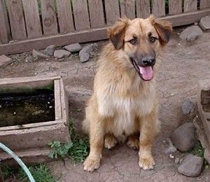 Perro