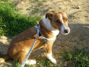 perro-sentado