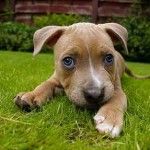 perro1