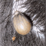 garrapatas