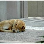 perros