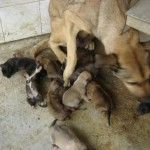 360 euros de multa por matar a un perro 