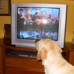Se presenta un nuevo canal de televisión para perros 