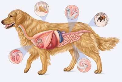 Dog Parasites