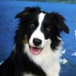 Los perros entienden el lenguaje humano
