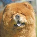Razas de perros: Chow Chow