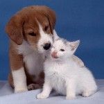 Los perros son más inteligentes que los gatos