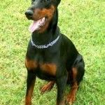 Decreto para controlar a dueños de perros peligrosos