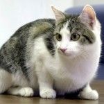 Verdades y mentiras sobre el gato