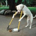 Segovia se vuelca con la recogida de excrementos de los perros 