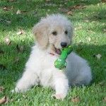 Nuevas razas de perros: Labradoodle