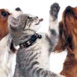 En Latinoamérica, los habitantes siente más cariño por su mascota que por su mejor amigo
