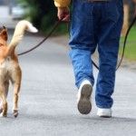 Se alquilan perros en Corea del Sur 