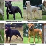 El Ayuntamiento de Cuenca sancionará a los que lleven sueltos a los perros peligrosos por la calle