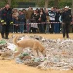 Feria Nacional e Internacional Canina en Sevilla