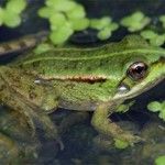 Las ranas pueden provocar botes de salmonela en los niños 