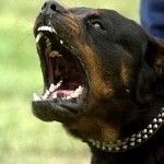 Dos Rottweiler matan a una niña en Argentina