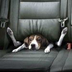 Enfermedad del Coche
