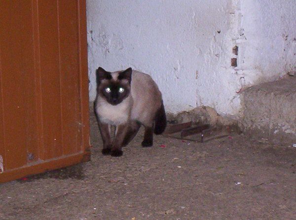 Gato en la noche