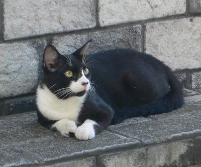 Gato en la calle