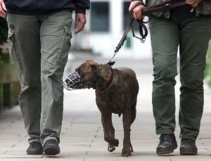 Perro paseando con bozal