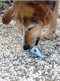 Perro comiendo chocolate