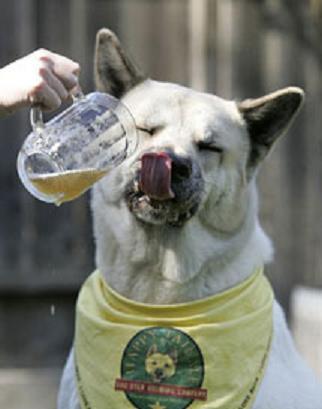 Perro bebiendo cerveza