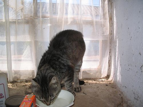 Gato tomando leche