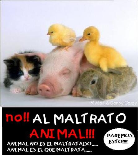 No al maltrato animal!!!