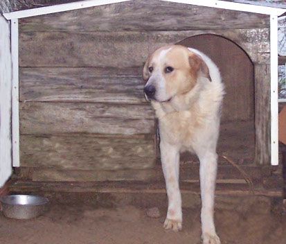 Bethoven Perro Bethoven