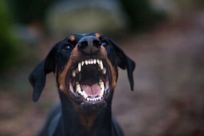 Perro agresivo