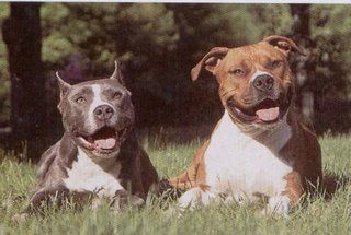 2 Pitbull