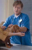 Veterinario vacunando a un perro