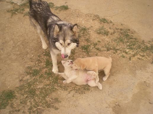 Perros lamiendose el hocico
