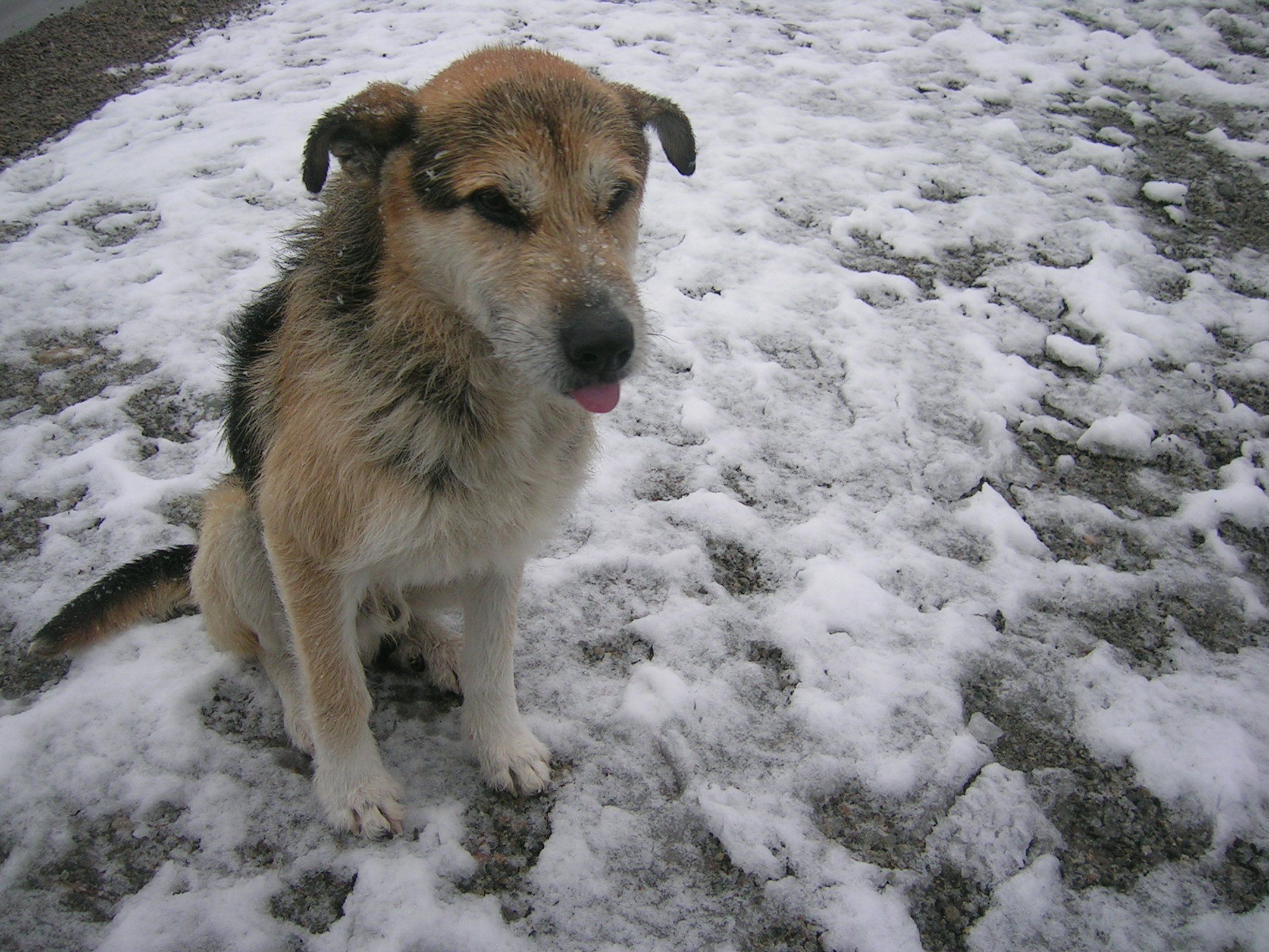 Perro abandonado en la nieve