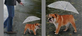 Paraguas para perro