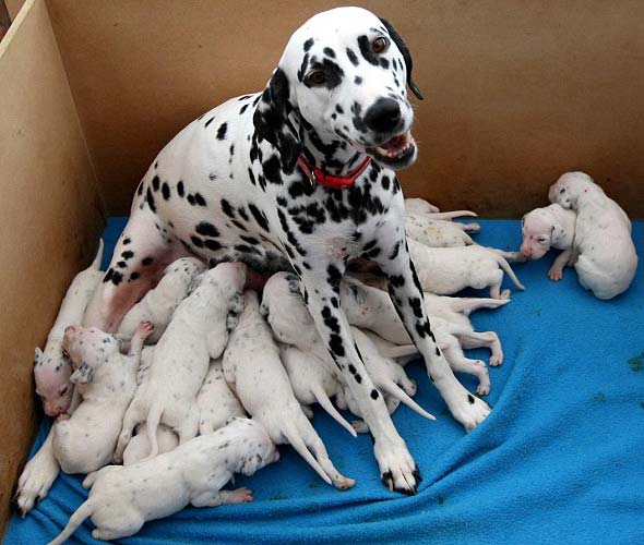 Dalmata y sus 18 cachorros