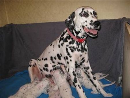 Dalmata y sus cachorros