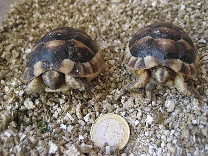 2 tortugas pequeñas