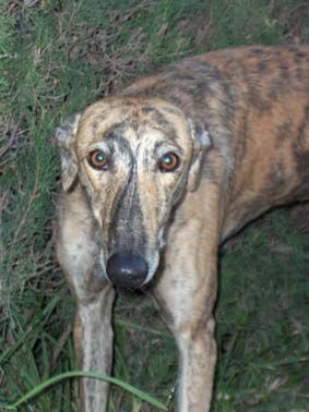 Ley protección animal