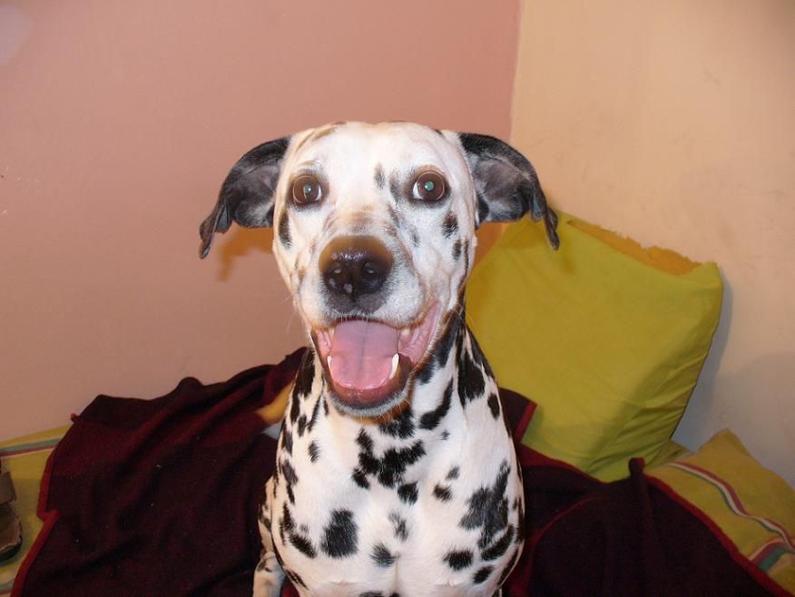 Dalmata posando