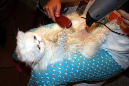 Gato persa tras la ducha