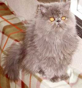 Gato persa gris